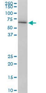 LMNB1 Monoclonal Antibody (4B10)