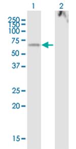 LOXL1 Polyclonal Antibody, MaxPab™