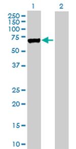 LOXL1 Antibody in Western Blot (WB)