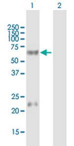 LTBR Polyclonal Antibody, MaxPab™