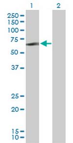 LYN Polyclonal Antibody, MaxPab™