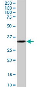 EPCAM Antibody in Western Blot (WB)