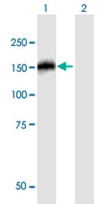 NBR1 Polyclonal Antibody, MaxPab™