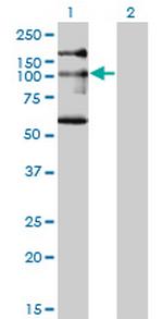 NBR1 Monoclonal Antibody (5C3)