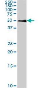 SMAD1 Antibody in Western Blot (WB)