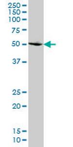 SMAD2 Monoclonal Antibody (2D7)