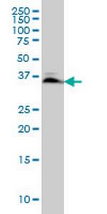 SMAD3 Monoclonal Antibody (7F3)