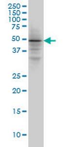 SMAD3 Monoclonal Antibody (4D4)