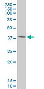 SMAD3 Monoclonal Antibody (4F9)