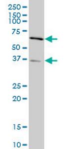 SMAD3 Monoclonal Antibody (2G4)