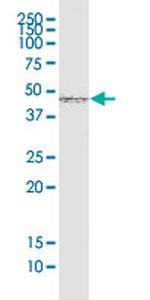 SMAD7 Monoclonal Antibody (2G6)