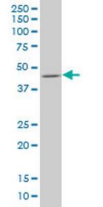 SMAD7 Monoclonal Antibody (3A12)