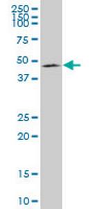SMAD7 Monoclonal Antibody (4C12)