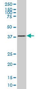 SMAD7 Monoclonal Antibody (4E9)