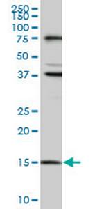 MAGOH Monoclonal Antibody (6E11)