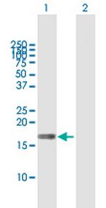 MAL Polyclonal Antibody, MaxPab™