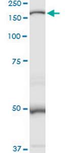 MAN2B1 Polyclonal Antibody, MaxPab™