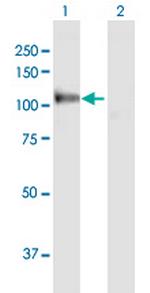 MANBA Polyclonal Antibody, MaxPab™