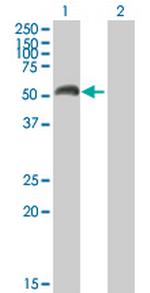 MAOA Polyclonal Antibody, MaxPab™