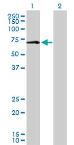 MAOA Polyclonal Antibody, MaxPab™