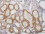 MAOB Antibody in Immunohistochemistry (Paraffin) (IHC (P))