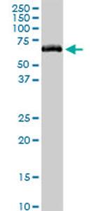 MAOB Antibody in Western Blot (WB)