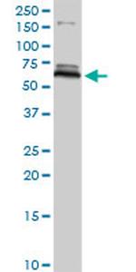 MAOB Antibody in Western Blot (WB)