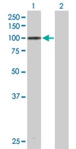MARK3 Polyclonal Antibody, MaxPab™