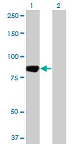 MARK3 Monoclonal Antibody (1A10)