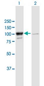 MARS Polyclonal Antibody, MaxPab™