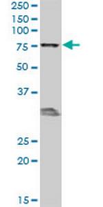MBD1 Monoclonal Antibody (2H3)