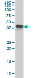 MBNL1 Monoclonal Antibody (1D11)