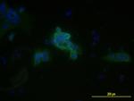 MCAM Antibody in Immunocytochemistry (ICC/IF)