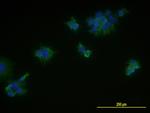 MCAM Antibody in Immunocytochemistry (ICC/IF)