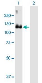 MCF2 Polyclonal Antibody, MaxPab™