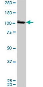 MCM3 Antibody in Western Blot (WB)