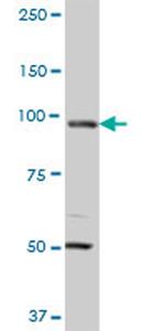 MCM3 Antibody in Western Blot (WB)