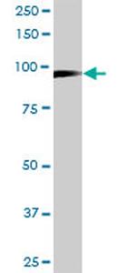 MCM3 Antibody in Western Blot (WB)