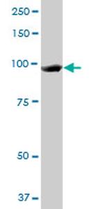 MCM3 Antibody in Western Blot (WB)