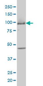 MCM3 Antibody in Western Blot (WB)