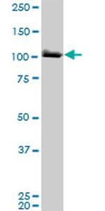 MCM3 Antibody in Western Blot (WB)