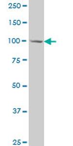 MCM3 Antibody in Western Blot (WB)