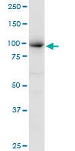 MCM4 Polyclonal Antibody, MaxPab™