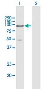 MCM5 Polyclonal Antibody, MaxPab™