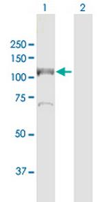 MCM6 Polyclonal Antibody, MaxPab™