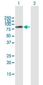 MCM7 Antibody in Western Blot (WB)