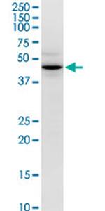 CD46 Antibody in Western Blot (WB)