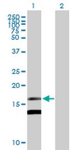 MDK Polyclonal Antibody, MaxPab™