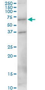 MEF2D Polyclonal Antibody, MaxPab™