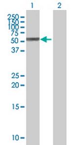 MEIS2 Polyclonal Antibody, MaxPab™